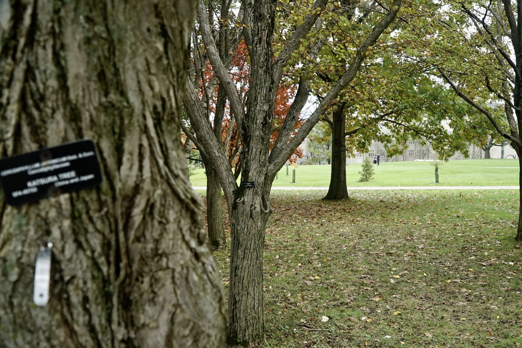 Arboretum UC Hill